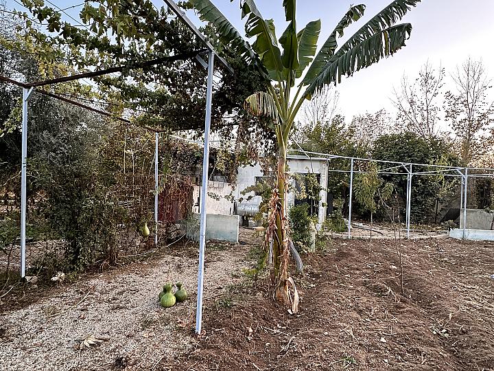 مزرعة قريبة من السكن في جسرين للبيع 