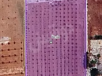 مزرعة للبيع في حماة مع مسبح و236 شجرة زيتون