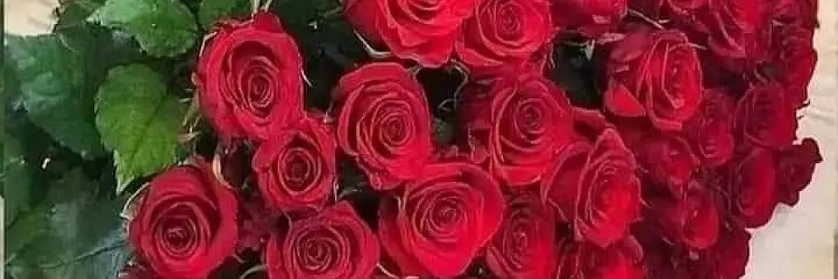 مدحت شحرور Cover