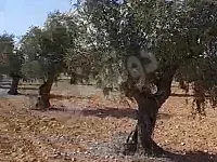 أرض زراعية للبيع في عفرين، بلبل - 20349 م²، طابو مرخص