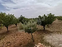 ارض مع بيت مساحه 7 دنم طابو اخضر 