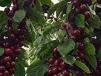 للبيع الزبداني مزرعة فواكه خوخ تفاح كرز كمثري مساحة 4500 منر