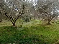 أرض زراعية للبيع اللاذقية طريق كسب اشجار زيتون مثمر 